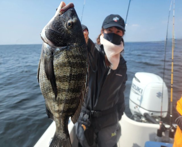 チヌ(クロダイ)