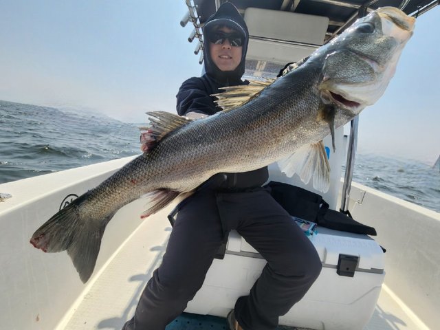 シーバス(スズキ)