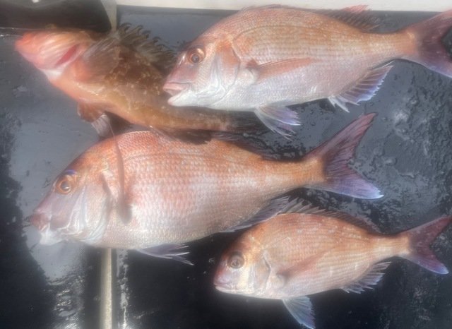 マダイ・キジハタ