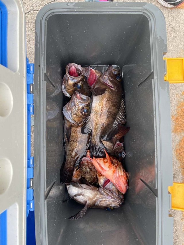 カサゴ・メバル