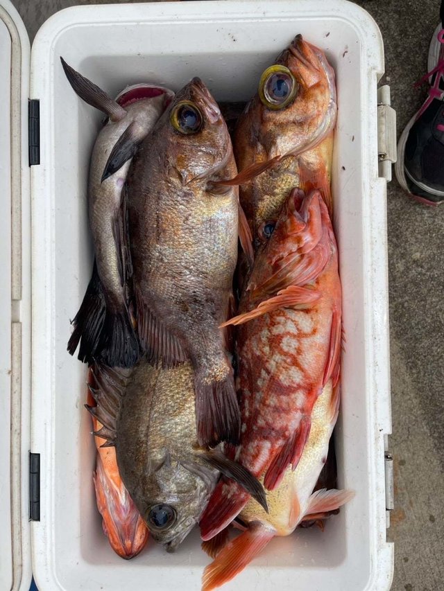 カサゴ・メバル