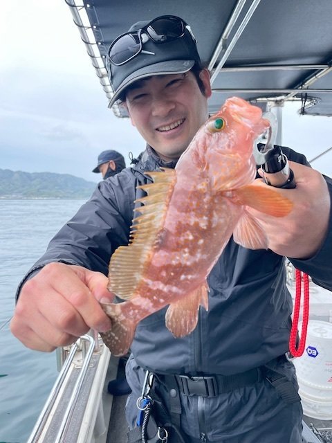 アコウ(キジハタ)