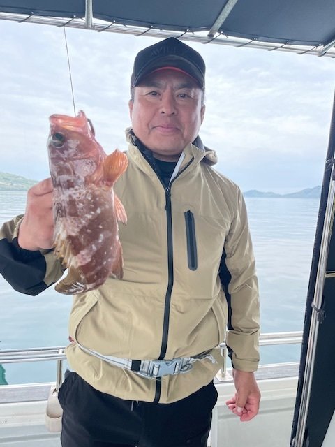 アコウ(キジハタ)