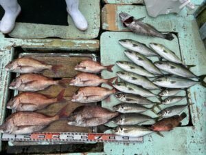 マダイ・アコウ(キジハタ)・ハマチ(ブリ)