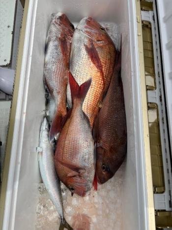 マダイ・サバ(ゴマサバ)