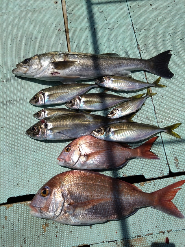 タイ(マダイ)・スズキ・アジ(マアジ)