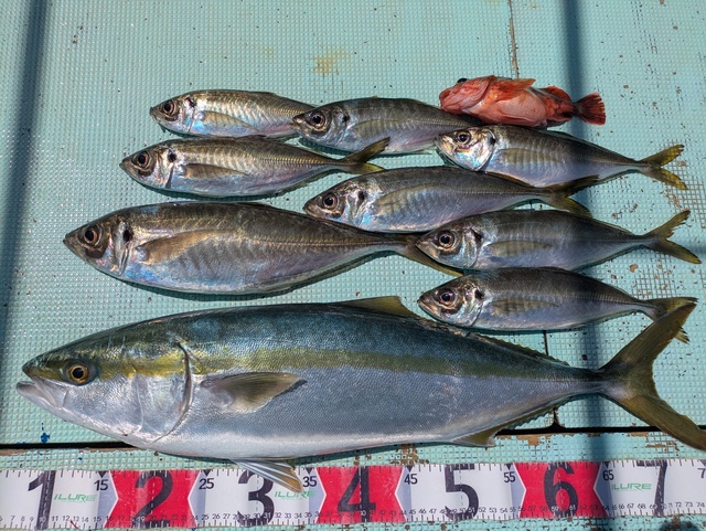 アジ(マアジ)・メジロ(ブリ)