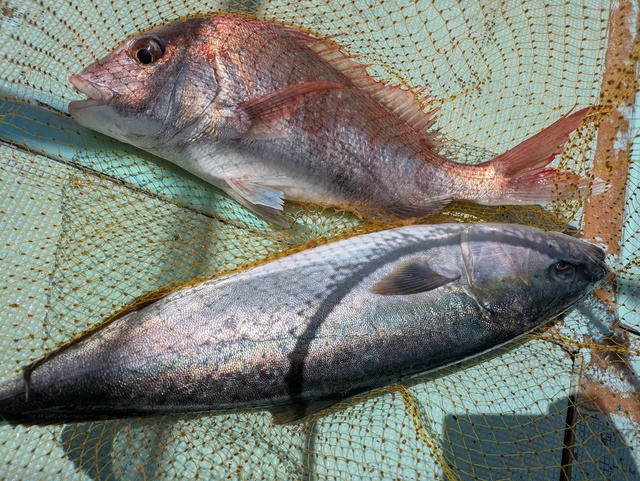 タイ(マダイ)・メジロ(ブリ)