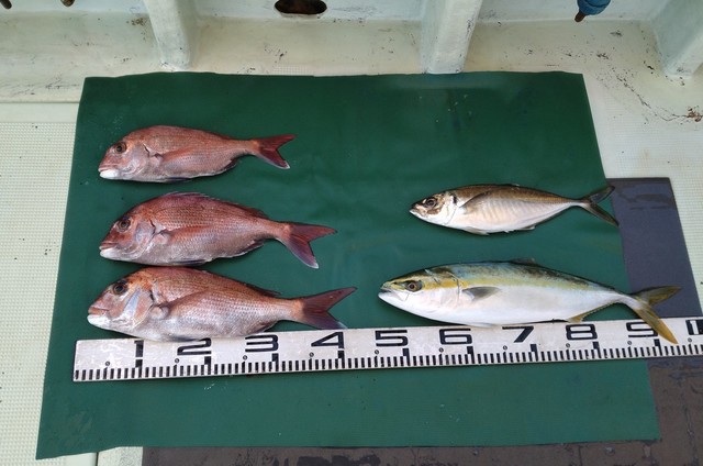 マダイ・マアジ・ハマチ(ブリ)