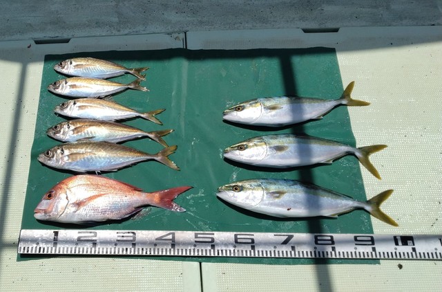 マダイ・マアジ・ツバス(ブリ)