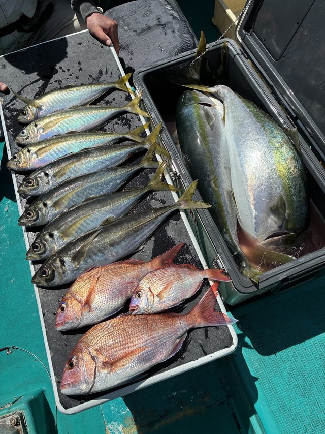 マダイ・マアジ・ブリ