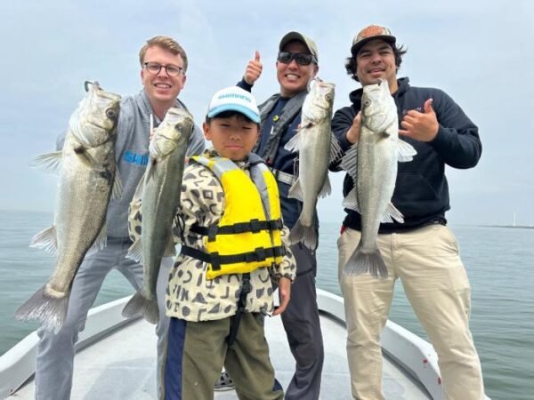 シーバス(スズキ)