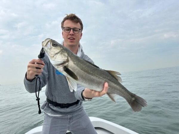 シーバス(スズキ)