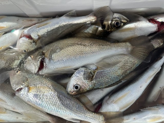 イシモチ(シログチ)