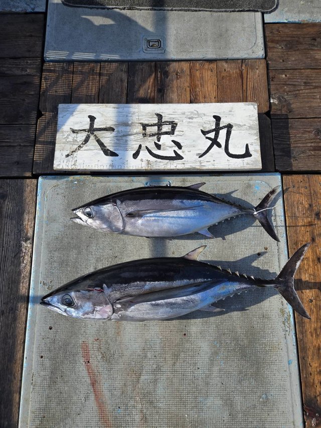 トンボ(ビンナガ)