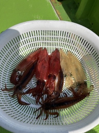 マルイカ(ケンサキイカ)