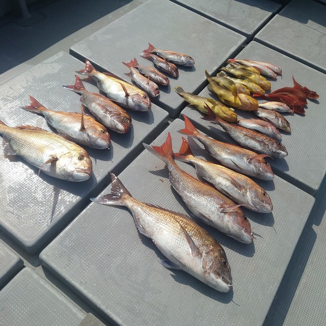 マダイ・アオナ(アオハタ)