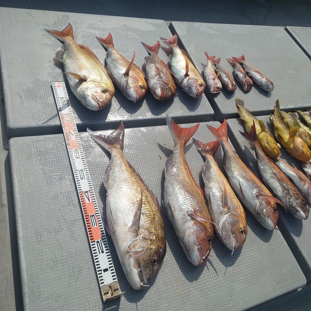 マダイ・アオナ(アオハタ)