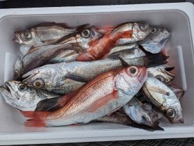 アカムツ・シロムツ(オオメハタ)・メイゴ(クログチ)