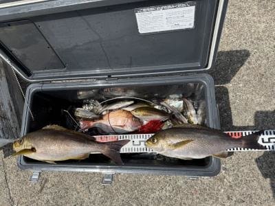 マダイ・イサギ(イサキ)