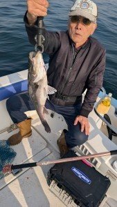 シーバス(スズキ)