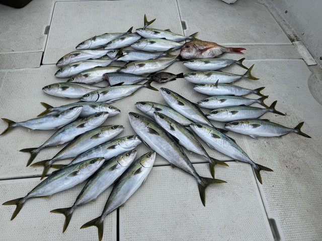 マダイ・ブリ・ハマチ(ブリ)・メバル