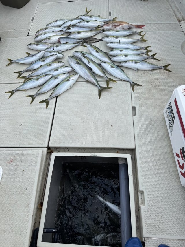 マダイ・ブリ・ハマチ(ブリ)・メバル