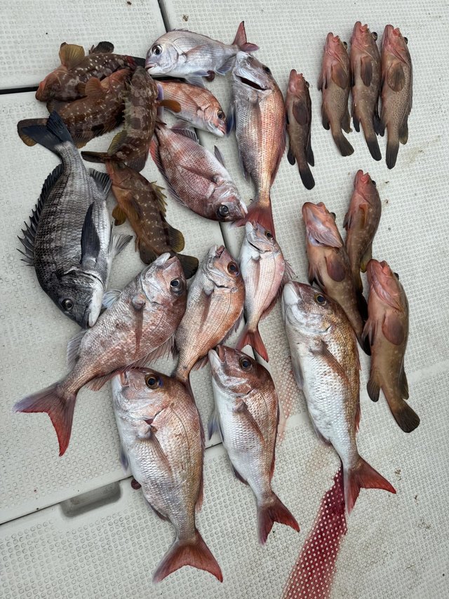 マダイ・クロダイ・アコウ(キジハタ)