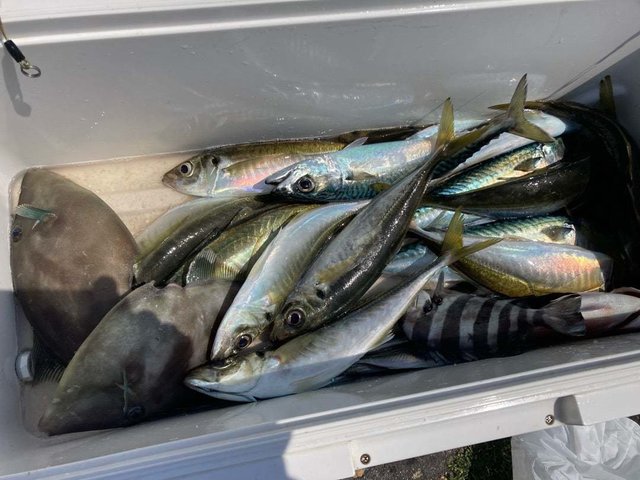 イシダイ・アジ(マアジ)・ウマヅラ(ウマヅラハギ)