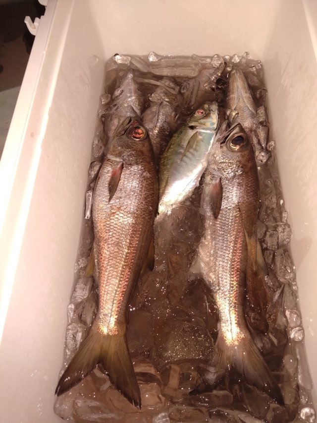 アジ(マアジ)・クロムツ