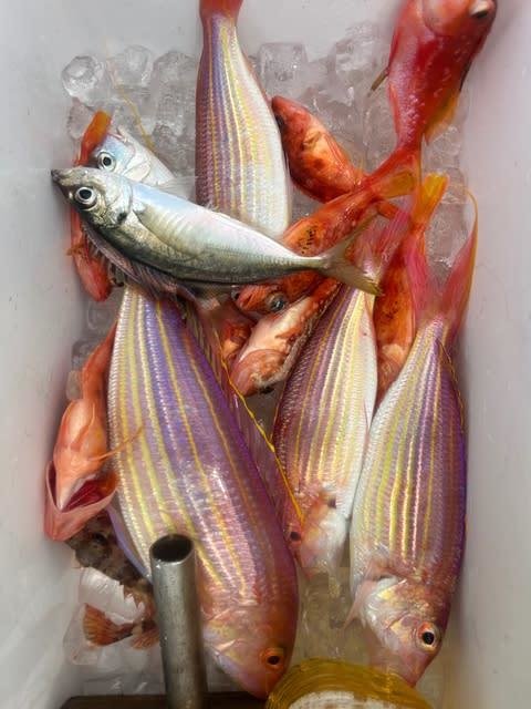 コアジ(マアジ)・イトヨリダイ・カサゴ