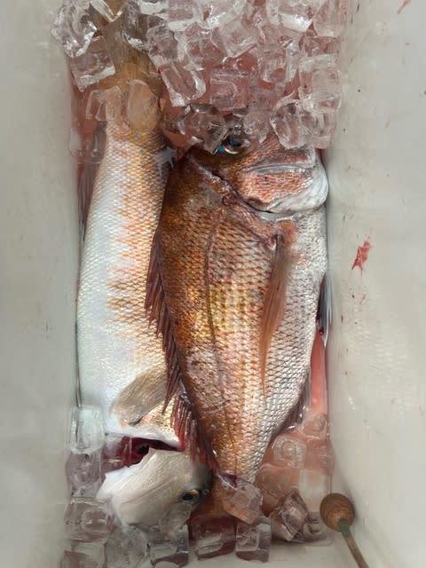 マダイ・アマダイ(アカアマダイ)