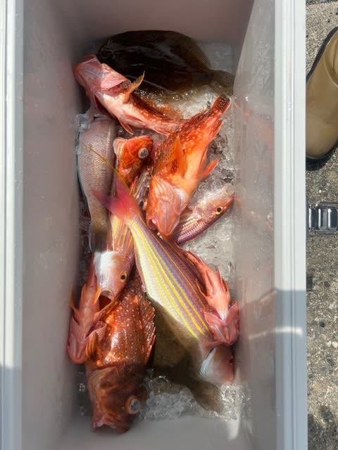 イトヨリダイ・カサゴ・ガンゾウビラメ