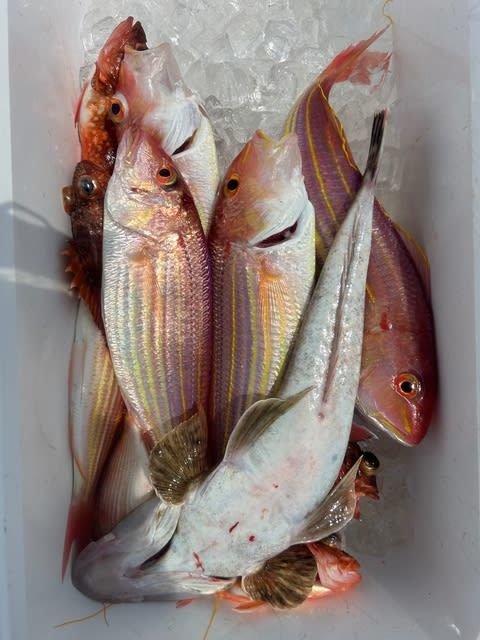 イトヨリダイ・カサゴ