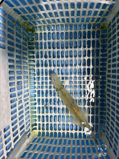 マイカ(ケンサキイカ)