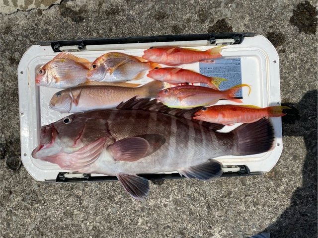 レンコ(キダイ)・マハタ・シロアマダイ・イトヨリダイ・ヒメコダイ