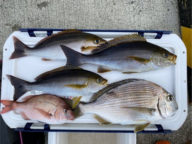 マダイ・ヘダイ・イサキ