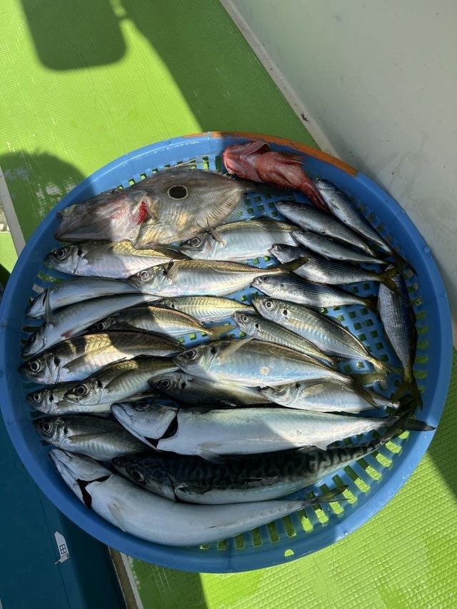 アジ(マアジ)・タカベ・サバ(マサバ)・カサゴ・マトウダイ
