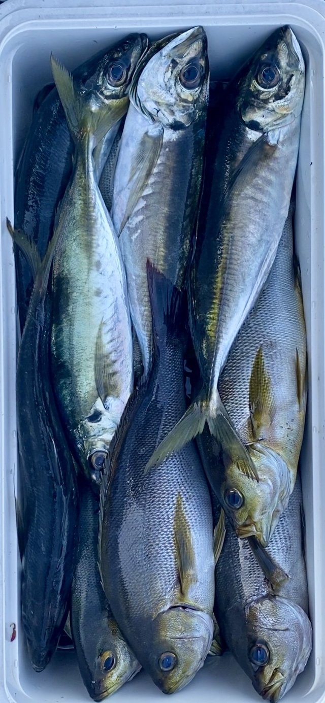 アジ(マアジ)・イサキ