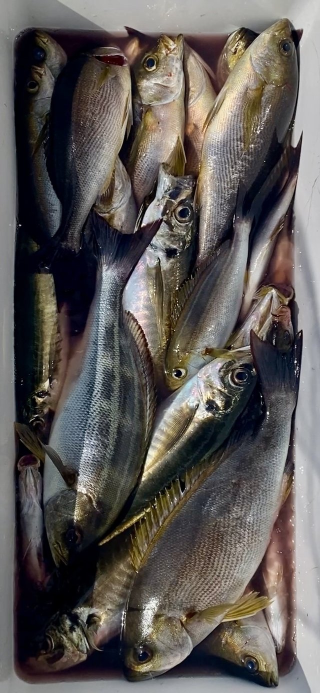 アジ(マアジ)・イサキ