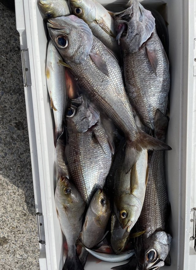 イサキ・クロムツ