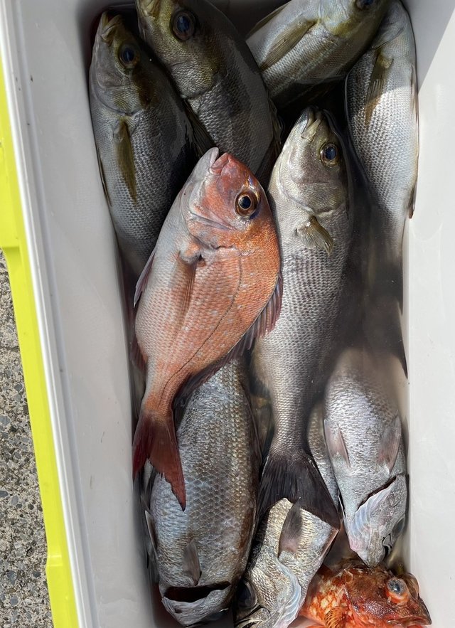 マダイ・イサキ・クロムツ