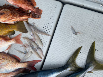 マダイ・レンコ(キダイ)・ヤズ(ブリ)・ヒラマサ・カサゴ