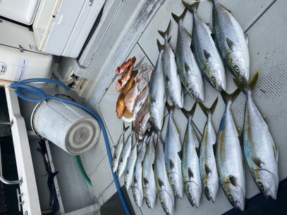 マダイ・レンコ(キダイ)・ヤズ(ブリ)・ヒラマサ・カサゴ