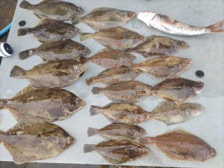 アイナメ・マコガレイ・カレイ(マコガレイ)・マガレイ・ソウハチガレイ(ソウハチ)