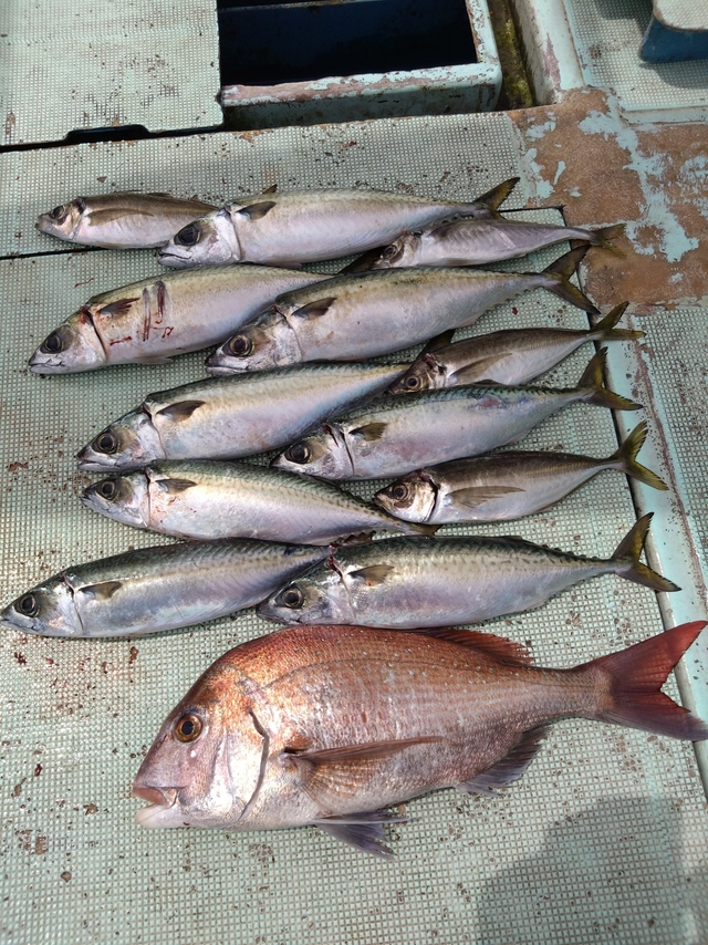 タイ(マダイ)・アジ(マアジ)・サバ(マサバ)