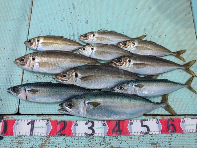 アジ(マアジ)・マサバ