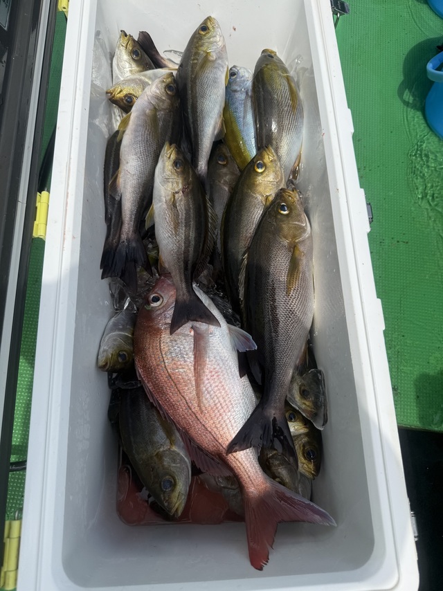 マダイ・イサギ(イサキ)