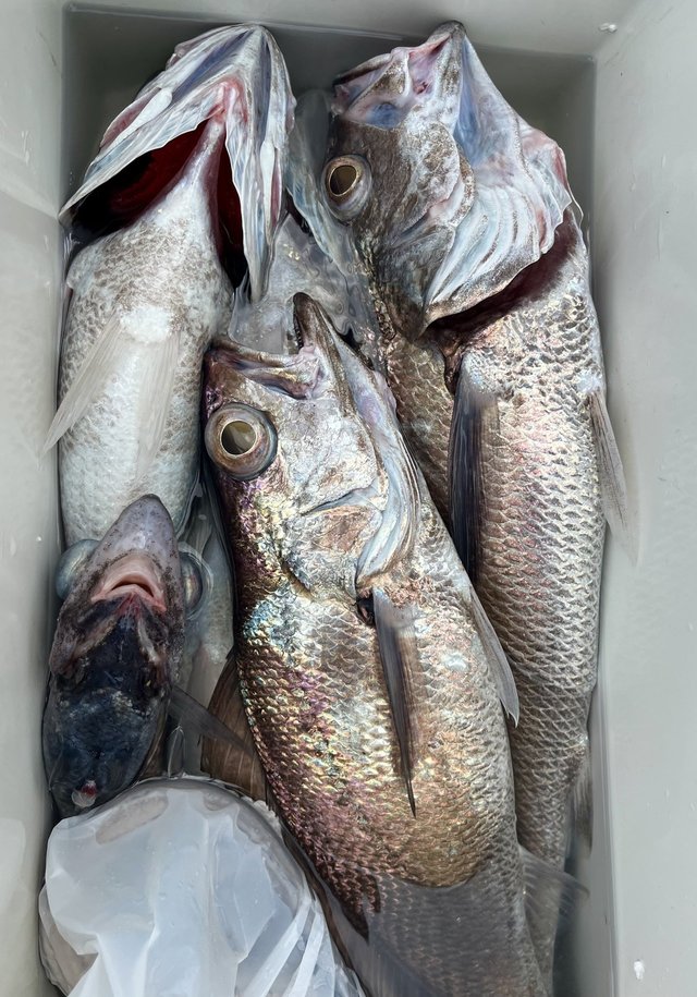 メイゴ(クログチ)