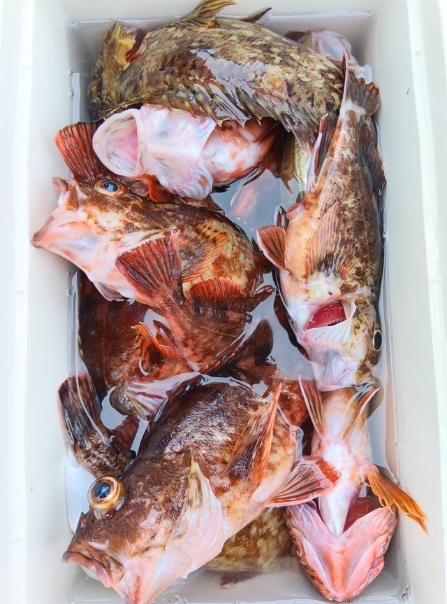 カサゴ・メバル